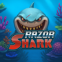 Razor Shark